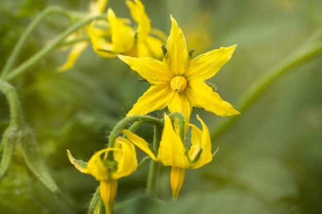 The Benefits of St John's Wort