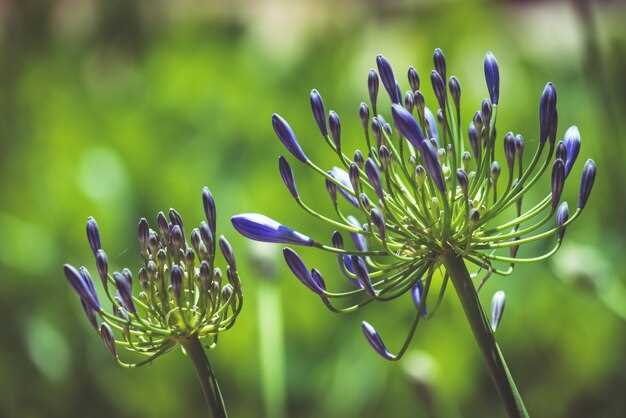 Propranolol and milk thistle