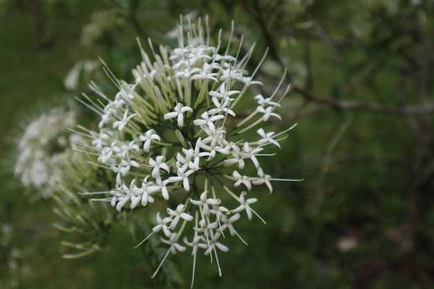 Propranolol feverfew