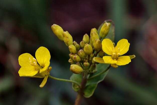 St john’s wort propranolol